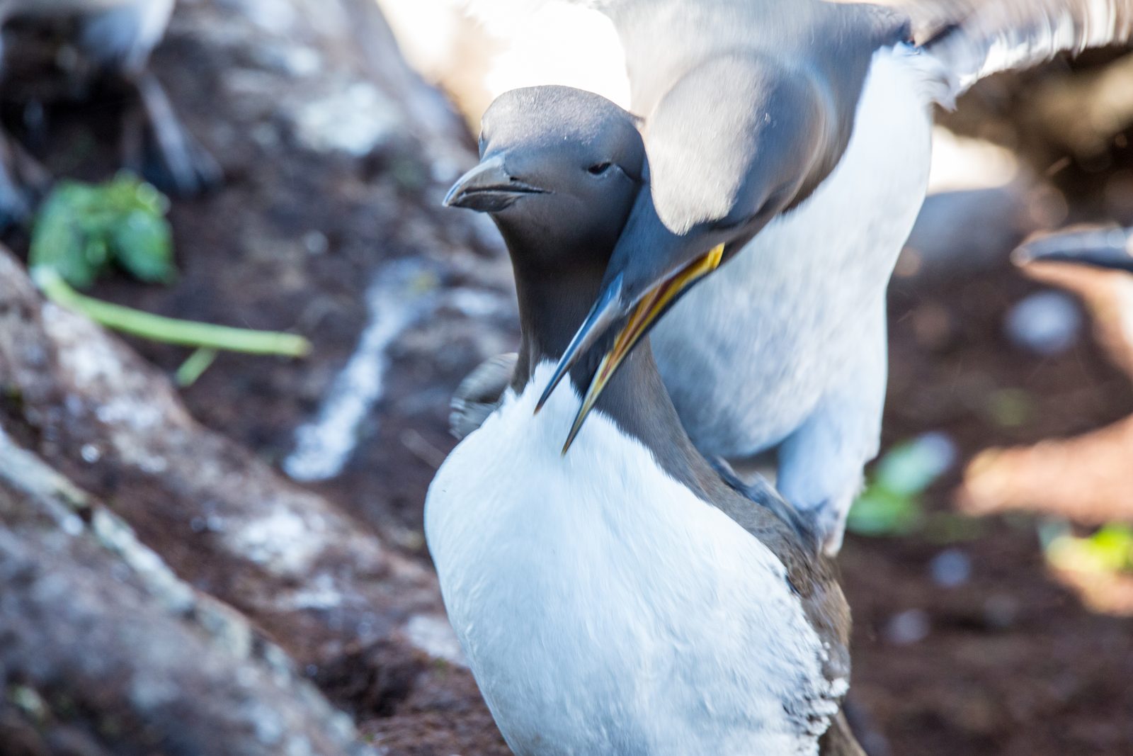 Parrende lomvi på Hornøya ved Vardø